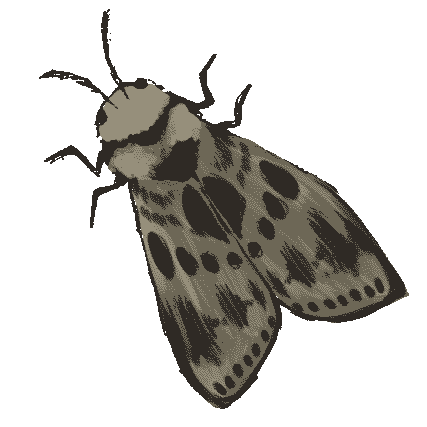 painting of a brown moth with patterned wings, seen from the top