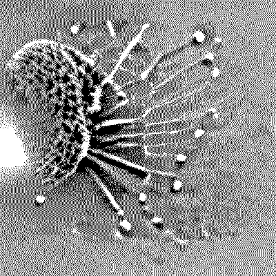 monochrome AI generated gif. pulsating geometry.