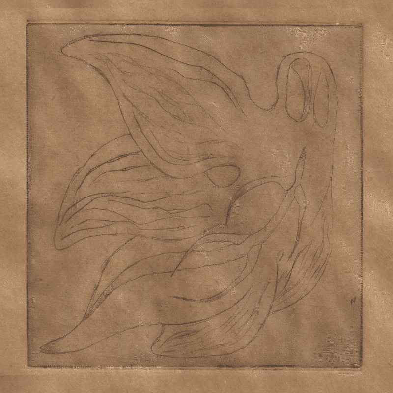 copperplate print of an abstract marine animal with four wings